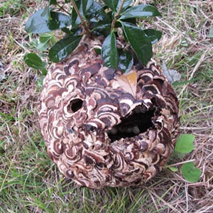 スズメバチ巣撤去